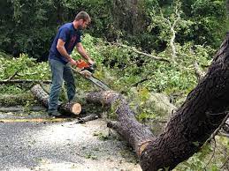 Somerville, MA  Tree Services Company